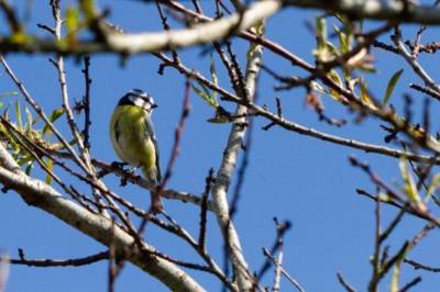 cyanistes caeruleus mesange bleue camille