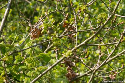 phylloscopus collybita pouillot veloce camille