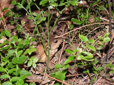 bufo spinosus crapaud commun amicie