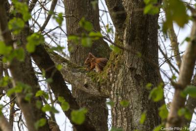 sciurus vulgaris ecureuil roux camille