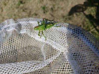 tettigonia viridissima grande sauterelle verte 6