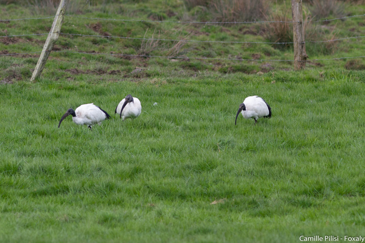 ibis sacre