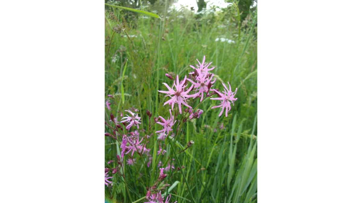 lychnis floscuculi